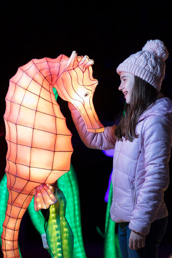 Hayes Higgins Partnership join forces with Dublin Zoo to Bring Wild Lights Alive
